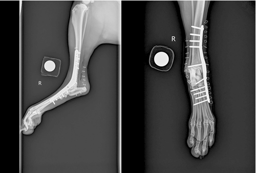 Figure 1: Orthogonal tarsal radiographs demonstrating the placement of a temporary tarsal panarthrodesis plate. The plate was contoured as needed to fit over the medial malleolus and secured with a combination of cortical and locking screws (1784x1202mm (72 x 72 DPI))