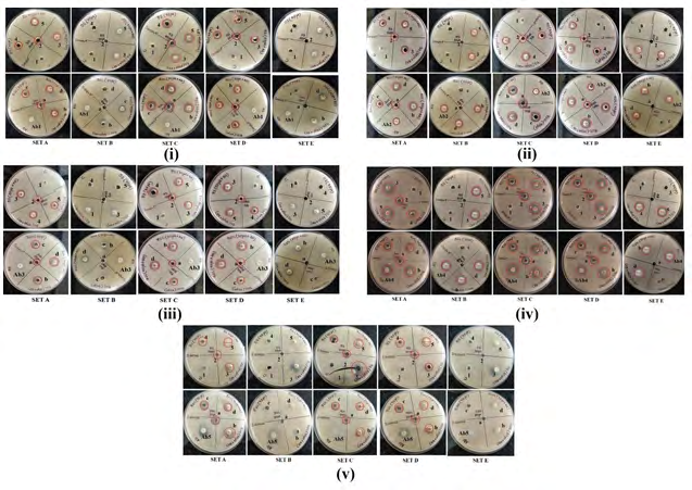 Figure 6: a. AgNPs -50 and 75 μl concentration. b. Erythromycin, Ampicillin, Nalidixic acid, Cefazolin and Tetracycline- Represented as Ab1, Ab2, Ab3, Ab4, Ab5 in Set A to Set E under i, ii, iii, iv and v labels respectively [Figure 6]. c. Respective antibiotics + AgNPs (50 and 75 μl). d. Milk + distilled water (negative control).