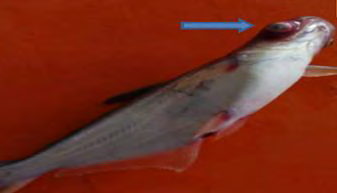 Figure 1: ** Pabda (Ompok spp) with pop eye and reddish discoloration around the eye and mouth.