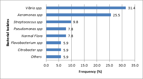 Figure 3: Among the infected fish samples, 47(92.2%) were infected with pathogenic bacteria and 4(7.8%) were normal flora. Out of the culture positive samples, 26(51.0%) were Pabda (Ompok spp), 25(49.0%) were Gulsha fishes.