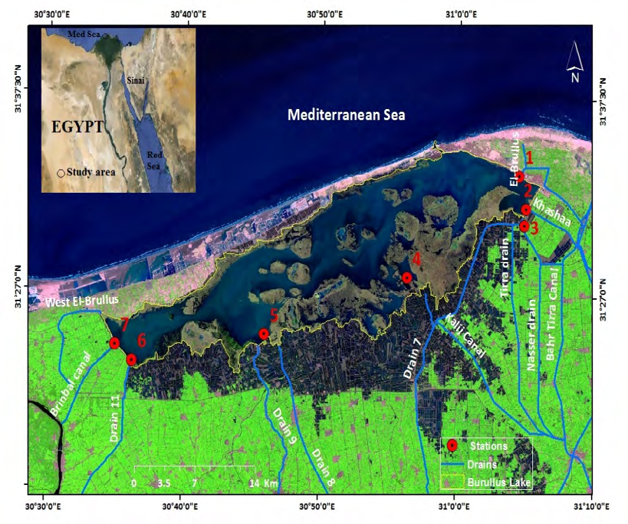 Figure 1: Sampling took place during March 2020. The selection of important seven stations in front of drains in Lake Burullus was estimated accurately using GPS and recording latitude and longitude as in Table 1.