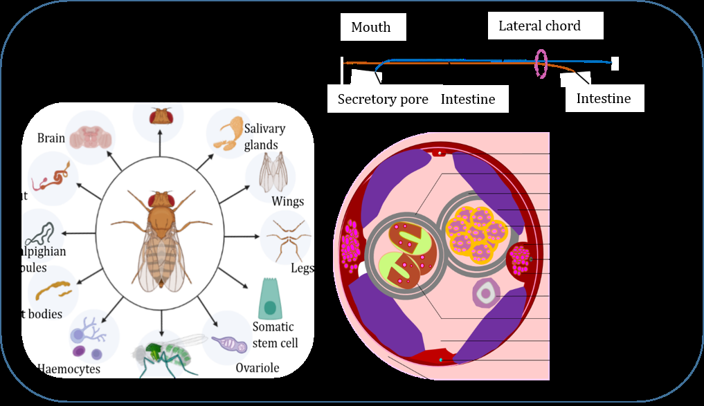 Figure 1: Diagrams showing localization of Wolbachia in insects and filarial nematodes. (A) Presence of Wolbachia as endosymbionts in different organs of insects (adapted from [5-9,13-17]). (B) Simplified structure of an adult female filarial nematode. (C) Schematic representation showing the localization of Wolbachia in a cross section of adult female filarial nematode, B. malayi. Wolbachia have been reported in the hypodermal lateral chords, germline (oogoniae), secretory-excretory canal and embryos (adapted from [25,27,28]).