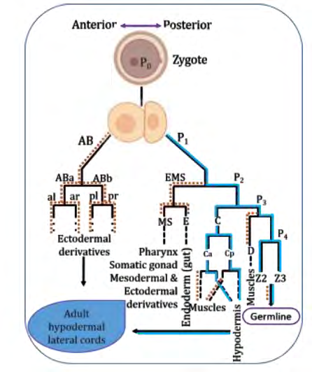 Figure 2: Mode of segregation of Wolbachia in filarial nematode at cellular level during early embryogenesis. Blue solid lines indicate the route of transmission of Wolbachia towards the germline precursors in the females and orange dots indicate the C lineage leading to hypodermal cells (adapted, with permission, from [25]).