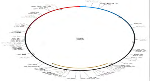 Figure 1: Position of enzymes with the name of target gene.
