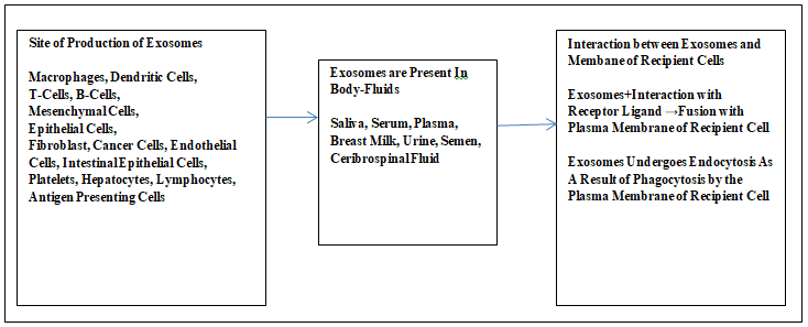 Figure 1: Exosomes: Production, Distribution and Release In The Recipient Cell.