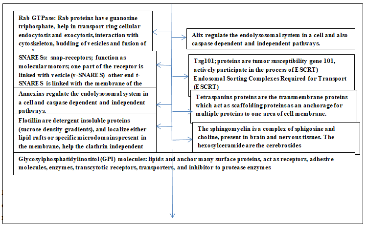 Figure 2: Exosomes: Biochemical Nature and Functional Aspects of Surface Proteins.