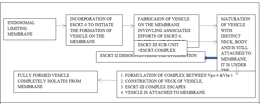 Figure 4: Formation of Multivasicular Bodies Which is Dependent on Escrt.