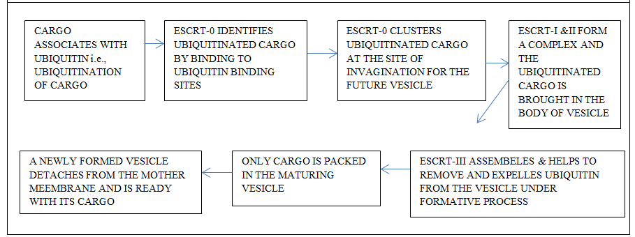 Figure 5: Recognition & Loading of Cargo Mostly Accomplished During the Formation of Vesicle.
