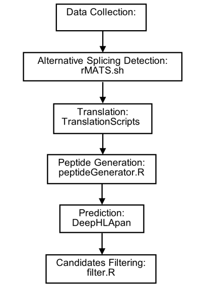 Figure 1: First, patient samples are collected and sequenced to obtain the mRNA data. Next, using alternative splicing detection approach, we can identify high-confidence and tumor-related mRNA sequences, which can be translated into proteins. Because short peptides with a length of 8 to 14 can bind to HLA, and only short peptides composed of amino acids from two genes contain specific information, we therefore set some constraints to generate candidate short peptides. Finally, we used DeepHLApan method to predict the HLA-peptide pairs affinity, and we obtained the peptides as potential neoantigens.