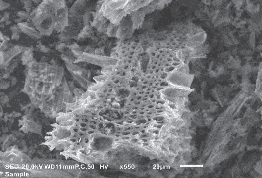 Figure 1: The AC was characterized by SEM.