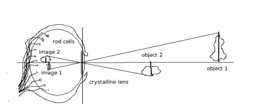 Figure 3: A telescope tentacle eye.
