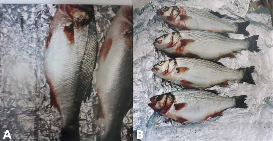 Figure 1: External view of fish with L. anguillarum infection. Large hemorrhagic foci the pelvic, pectoral, and anal fins of the rainbow trout (A), Haemorrhaging on the fins and around the operculum of rainbow trout caused by L. anguillarum (B) (permission for the pictures were obtained from Prof. Dr. Ertan Emek Onuk and Assoc. Prof. Dr. Secil Metin).