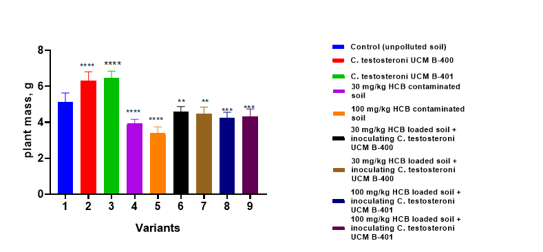Figure 1: Effect on plant mass after growing in soil with Comamonas testosteroni strains introducing compared to unpolluted and HCB-polluted soil. Notes: Significant differences between variants and the control are indicated by *p < 0.05; **p < 0.01 and ***p < 0.001.