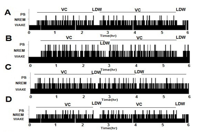 Figure 5: Hypnograms from four representatives sleep recording. Control (A), lesion (B), Experimental 1 (C) and Experimental 2 (D). The number of PS episodes increased after injury and decreased after cell transplantation. Paradoxical sleep (PS), non- rapid eye movement (NREM), VC: Vigilance Cycle, LDW: Long Duration Wake.