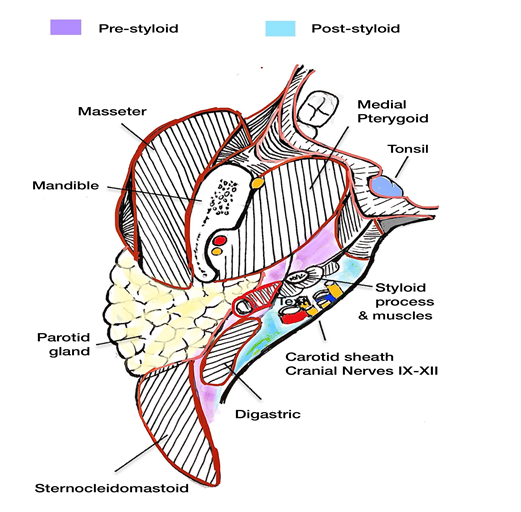 Figure 1: Anatomical representation of parapharyngeal space and its components (axial view).