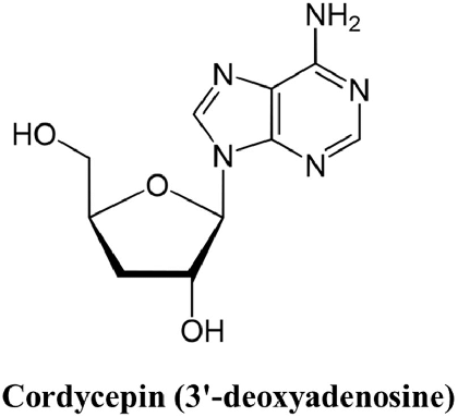 Figure 2: Structure of Cordycepin (3’-deoxyadenosine).