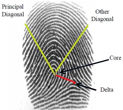 Figure 2: Ridge Width.