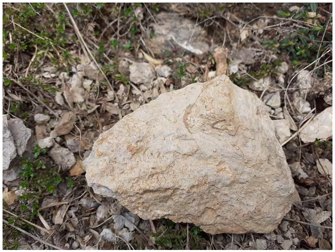 Figure 1: A skull cast found just below the area.