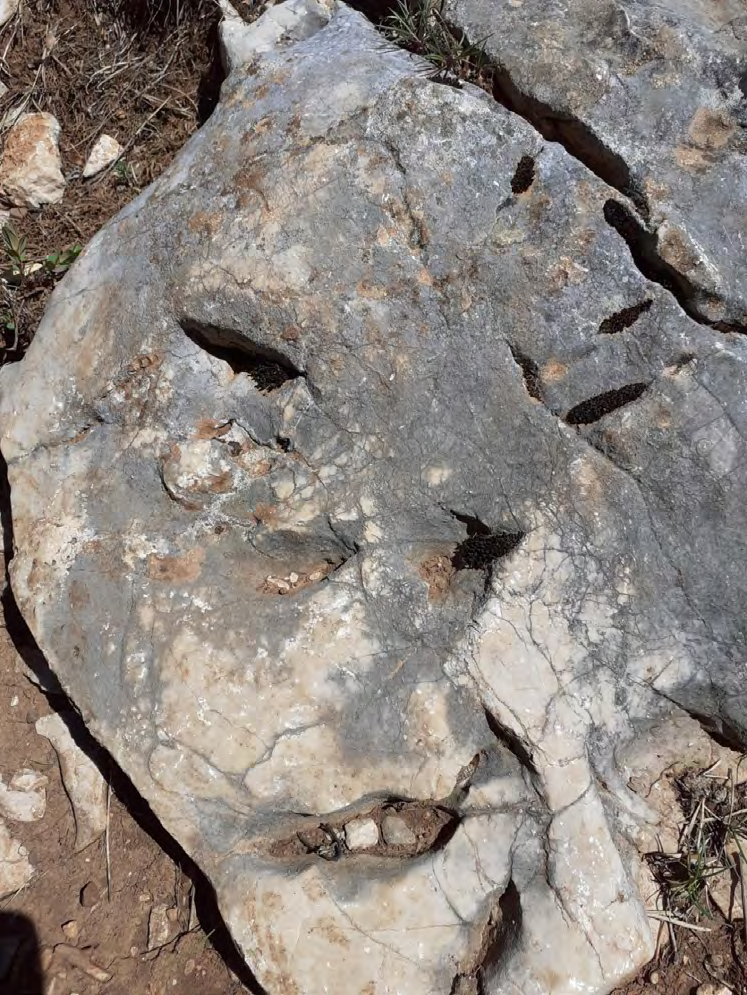 Figure 6: Imprint of the smilodon in ductile rocks.