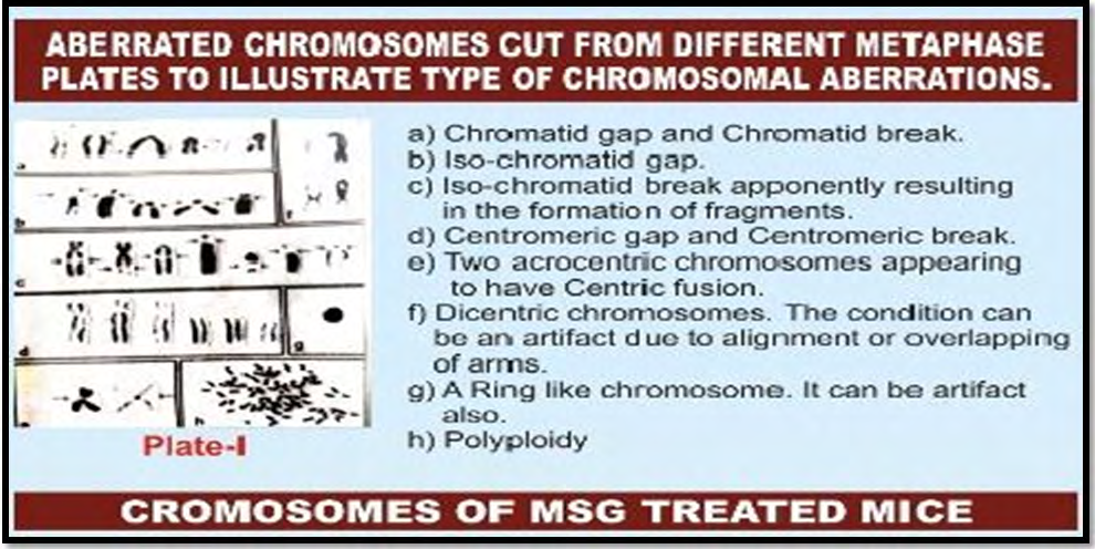 Figure 2: Plate presentation for chromatid & chromosomes expression.