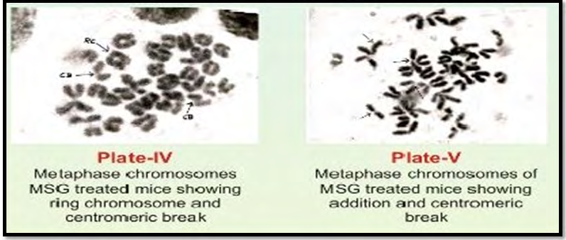Figure 4: Plate presentation for MSG effects specially centromeric breaks of chromosomes.