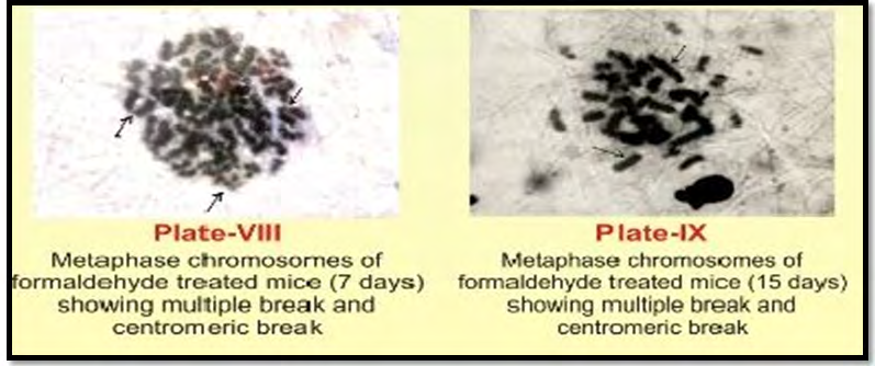 Figure 6: Plate presentation for metaphase expression analysis.
