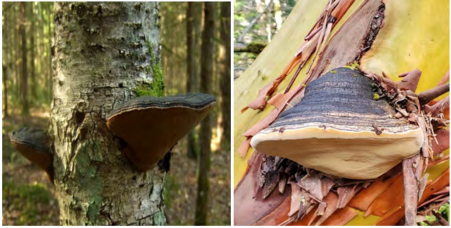 Figure 3: Phellinus Sp. mushroom. Cited in: http://www. stridvall.se/fungi/gallery/Phellinus/F30A7054 & https:// www.inaturalist.nz/photos/58840332 Mushroom leather does not require harmful chemicals, and does not depend on but may reuse post-consumer waste (Figure 4). It takes three years to raise cattle to a decent size to get one piece of leather while mushrooms grow at an exponential rate, so, it takes only a couple of weeks for the fungi to consume its substrate completely [31]. Also, mushroom leather is very flexible, and it is possible to make its surface look like any animal skin and create different patterns, colours, and textures that regular leather would not allow you to do. Companies now are working to produce higher volumes from mushroom leather with low cost than other artificial leather [31].