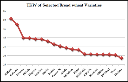 Figure 4: Different Seed sizes of selected bred wheat varieties based on their thousand kernel weight (TKW)