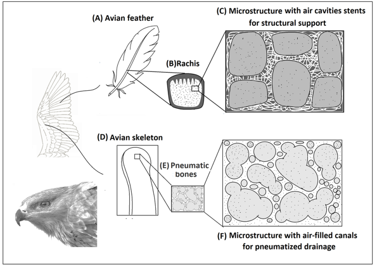Figure 3: (A) Traditional structural designs for soft medical drainage materials and (B) Biomimetic structural designs for soft medical drainage materials.