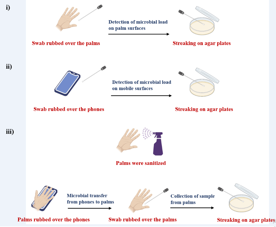 Figure 1: Schematic illustration for the detection of i) microbial load on palm surfaces, ii) microbial load on the mobile surfaces, and iii) microbial load on palm surfaces after being rubbed over mobile phones.