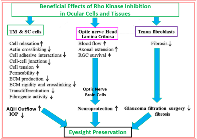 Figure 11: ROCK inhibition causes IOP reduction, protect RGCs, reduces fibrosis and vision loss.
