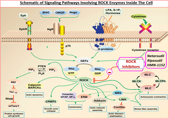 Figure 2: Activation and inhibition of ROCKsand the consequential effects on cell function.