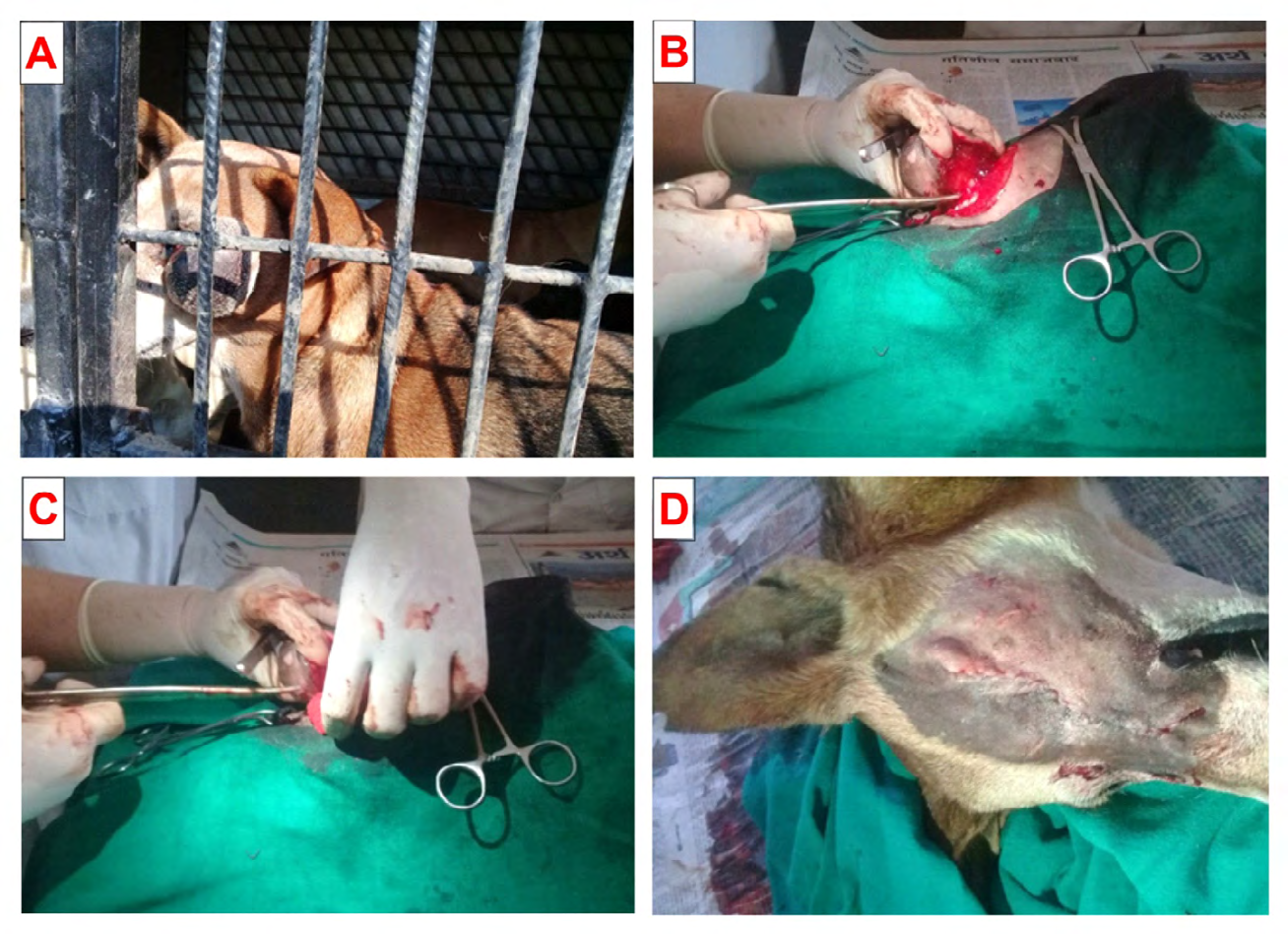 Figure 1: Enucleation of Eye ball Surgery. Dog captured from the street (A), Excision of the tumerous eye ball (B), Applying the pressure with sterilized gauze sponge for hemostasis (C) and Tarsorrhaphy of the eyelids (D).