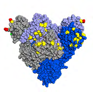 Figure 2: Illustration of the locations of the Omicron mutations in the spike protein, top Left picture and right picture, showing amino acid substitutions which have shown in color yellow, deletions (red), and insertions (green). In this trimeric structure, two monomers (gray and light blue) have their receptor-binding domains in the down conformation while one (dark blue) is in the up or open conformation. Mutation data from WHOn structure from PDB: 6VYB​ [12,13].