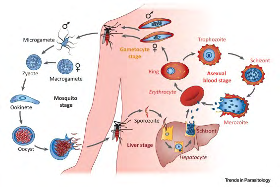 Figure 1: Life Cycle of Malaria Parasite, Plasmodium falciparum [8].