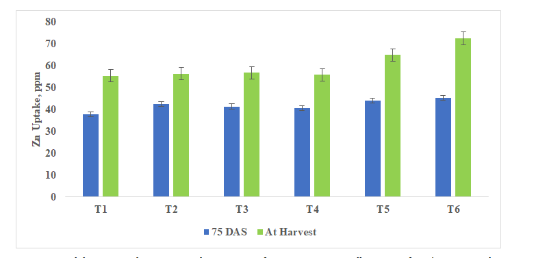 Figure 12: Zink uptake in onion at 75 DAS and at harvest (R-4).