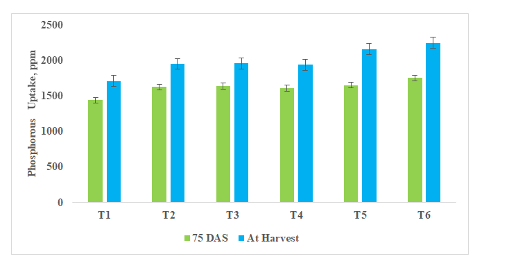 Figure 8: Phosphorous uptake in onion at 75 DAS and at harvest (R-4).