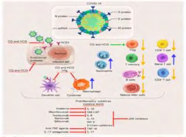 Figure 1: Attachment of the corona virus.
