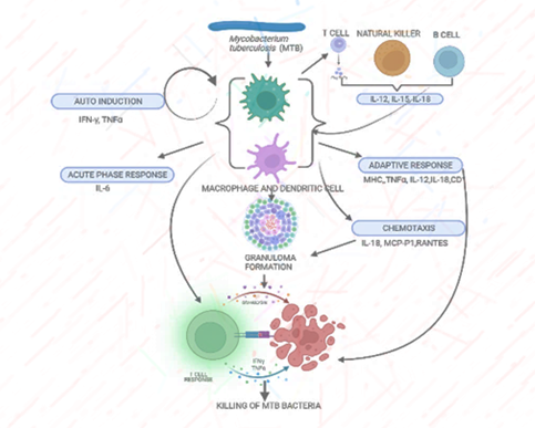 Figure 1: Phagocytic cells upon activation by bacterial infection show several Inflammatory responses. Immune recognition of Mycobacterium tuberculosis by macrophages and dendritic cells is followed by an inflammatory response with cytokine production. Initial events in this cellular response include nonspecific host defense mechanisms, which may lead to early killing or containment of infection.