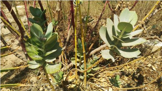 Figure 3: Calotropis procera planted in SATIS site, Suez Canal University, Ismailia, Egypt.