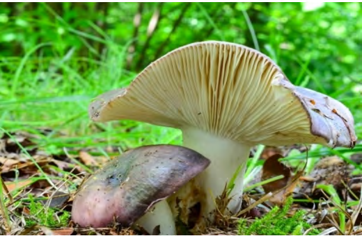Figure 3: Russula cyanoxantha. Cited in: https://twigscafe.com/27-types-of-gourment- medicinal-mushrooms/