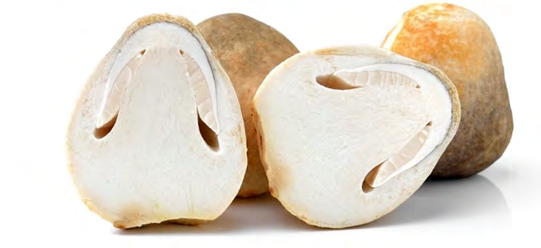 Figure 5: Straw mushroom Vovariella volvacea. Cited in: https://twigscafe.com/27-types-of-gourment- medicinal-mushrooms/