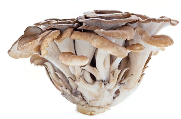 Figure 6: Maitake mushroom Grifola frondosa. Cited in: https://twigscafe.com/27-types-of-gourment- medicinal-mushrooms/