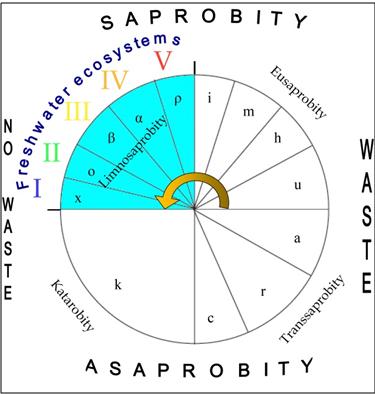 Figure 1: Saprobity model based on [1]. Each quadrant (Katarobity, Limnosaprobity, Eusaprobity, and Transsaprobity) symbolize four main groups of variables with respect to purity and pollution (Sládeček, [1]). The symbols: x, o, β, α, p, denote the self-purification zones, which, in turn, are used to determine Classes of water quality (I-V, [2]). The blue quadrants correspond to the freshwater ecosystems. Yellow arrow gives the self- purification process direction.