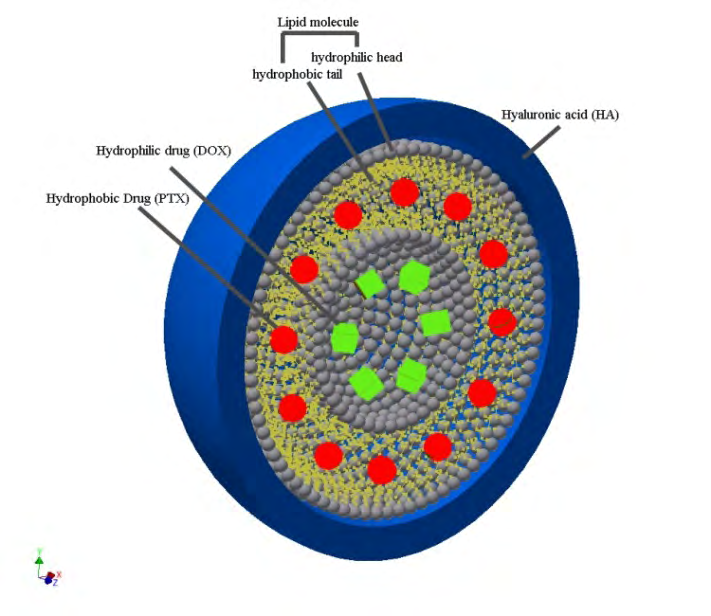 Figure 1: Schematic illustration of Ch-MLNPs.