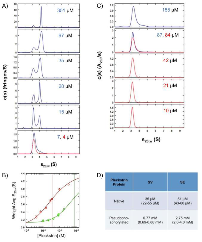 Figure 2: Native pleckstrin self-associates to form dimers with a higher affinity than pseudophosphorylated pleckstrin. Sedimentation velocity experiments on A) native and C) pseudophosphorylated pleckstrin. The c(s) distributions obtained using the program SEDFIT based on sedimentation velocity interference data collected at 50 krpm and 20.0°C for pleckstrin at denoted loading concentrations. 3 mm path-length cells were used for 351, 97, 35 µM native samples and 185, 87, 84, 42 µM pseudophosphorylated samples. Data sets in red and blue correspond to different protein preparations. B) Isotherms of weighted average sedimentation coefficients obtained from peak integration of the c(s) data. Data obtained for native pleckstrin are shown in red, whereas data obtained for the pseudophosphorylated mutant are shown in green. Lighter colored data points are obtained using absorbance optics whereas darker ones are based on interference optics. For each pleckstrin sample, data were fit globally to a monomer- dimer model (solid lines) with the best-fit dissociation constants shown as solid vertical lines. D) Table summarizing the sedimentation equilibrium data. Error ranges are given in brackets.