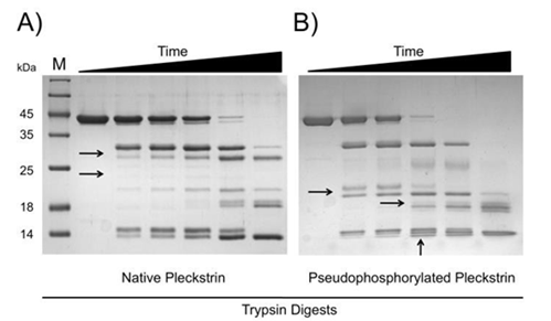Figure 3: Pseudophosphorylation causes a conformational change in pleckstrin. Trypsin digests of native and pseudophosphorylated pleckstrin shown in panels A and B, respectively. Time points include 0, 5, 10, 15, 20 and 25 minutes. Black arrows highlight unique species. Samples were analyzed by 15% SDS-PAGE and stained with Coomassie brilliant blue.