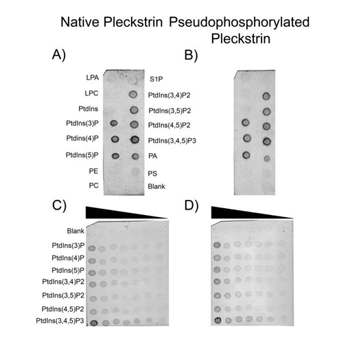 Figure 4: Protein-lipid overlay assays of native and pseudophosphorylated pleckstrin. Panels A and B show PIP Strip results for native and pseudophosphorylated pleckstrin (9.0x10-2µM final concentration) respectively. Each spot contains 100 pmol of lipid. Panels C and D are PIP Arrays where varying concentrations of lipid are blotted (100, 50, 25, 12.5, 6.25, 3.13, and 1.58 pmol). LPA, lysophosphatidic acid; S1P, sphingosine-1-phosphate; LPC, lysophosphocholine; PE, phosphatidylethanolamine; PC phosphatidylcholine; PA, phosphatidic acid; PS, phosphatidylserine; PtdIns, phophatidylinositol (with numbers in brackets indicating position of phosphate groups).