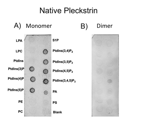 Figure 5: Protein-lipid overlay assay comparing native pleckstrin as a monomer and dimer. Panel A shows binding of native pleckstrin at a concentration favoring the monomeric form (9.0x10-2µM). Panel B is native pleckstrin at a concentration favoring the dimeric form (230µM). Each spot contains 100 pmol of lipid. LPA, lysophosphatidic acid; S1P, sphingosine-1- phosphate; LPC, lysophosphocholine; PE, phosphatidylethanolamine; PC phosphatidylcholine; PA, phosphatidic acid; PS, phosphatidylserine; PtdIns, phophatidylinositol (with numbers in brackets indicating position of phosphate groups).