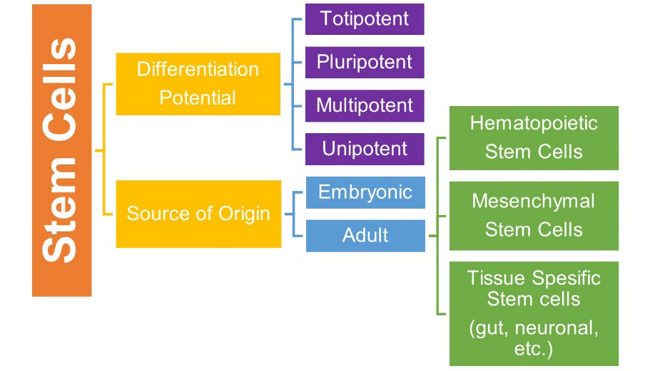 Figure 1: Stem Cells Classification.